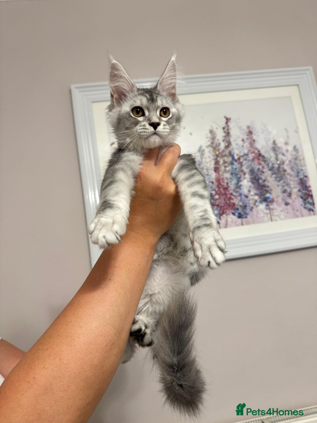 Maine Coon cats for sale: XXL Russian bloodline Maine Coon Kittens 20+Gen!🏆 - Image 17