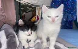 Domestic Shorthair cats for sale: Male/female kittens - Image 6