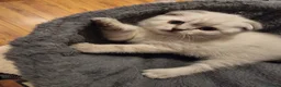 Scottish Fold cats for sale: Scottish Straight and Scottish Fold  - Advert 5