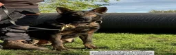 German Shepherd dogs for sale: Working line Czech shepherd puppies  - Advert 10
