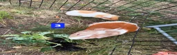 Guinea Pig rodents for sale: Guinea pigs for sale bonded pairs / trios  - Advert 3