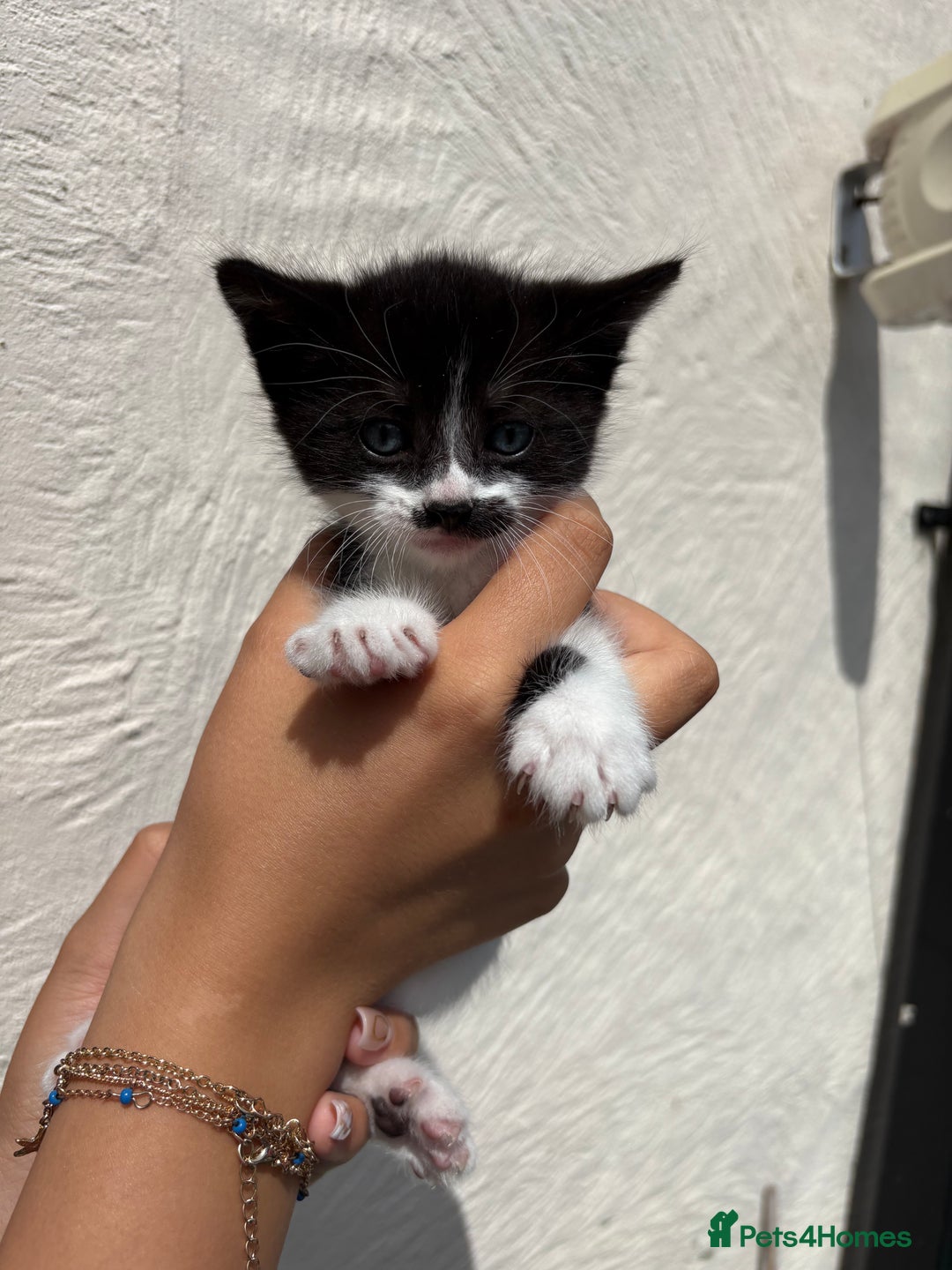 Mixed Breed cats for sale: 4 Kittens  - Image 16