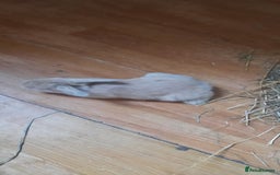 Mini Lop rabbits for sale: Beautiful lops for sale  - Image 10