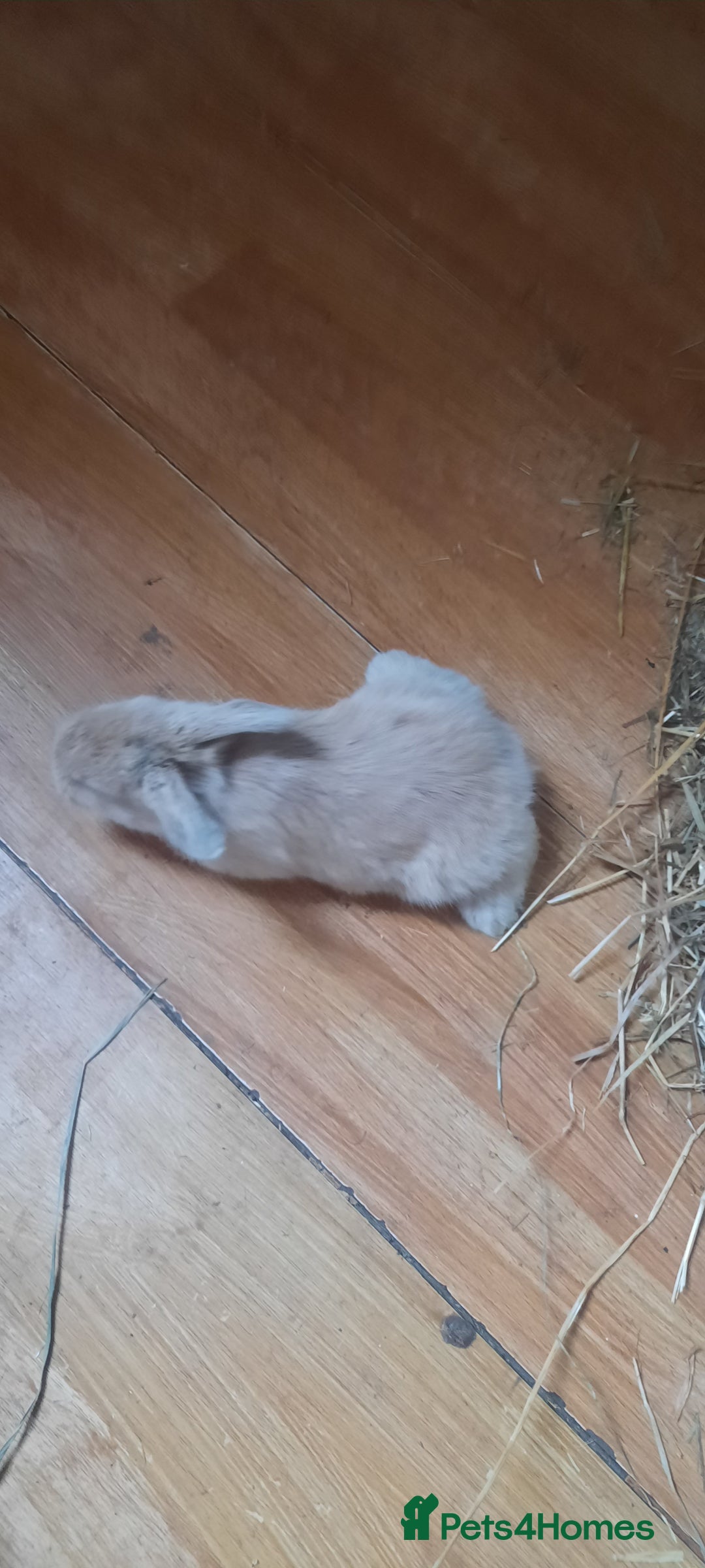 Mini Lop rabbits for sale: Beautiful lops for sale  - Image 10