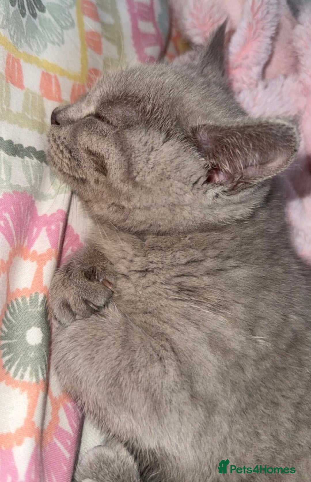 British Shorthair cats for sale: female british shorthair kitten for sale - Advert 4