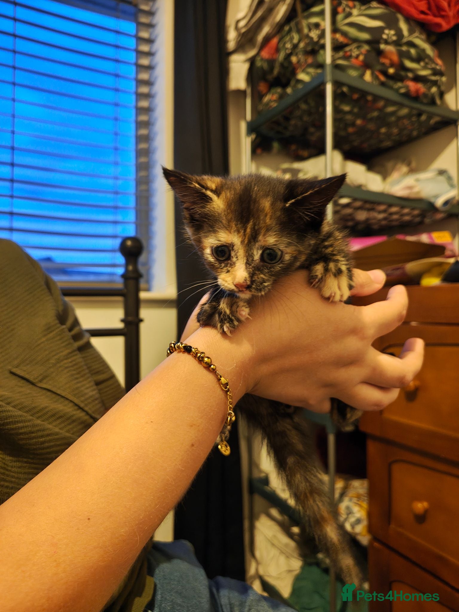Mixed Breed cats 2 gorgeous girls available  - Advert 8