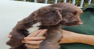 Sprocker dogs - Advert 2