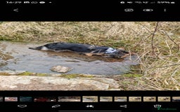 German Longhaired Pointer dogs for sale: German Shepherd Rehoming  - Image 8