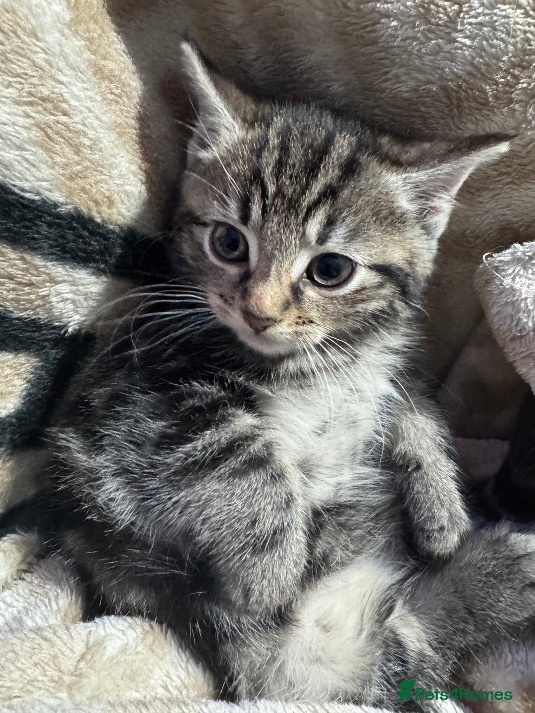 Mixed Breed cats for sale: Ginger and tabby kitten - Advert 1