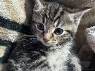 Mixed Breed cats Ginger and tabby kitten - Advert 1