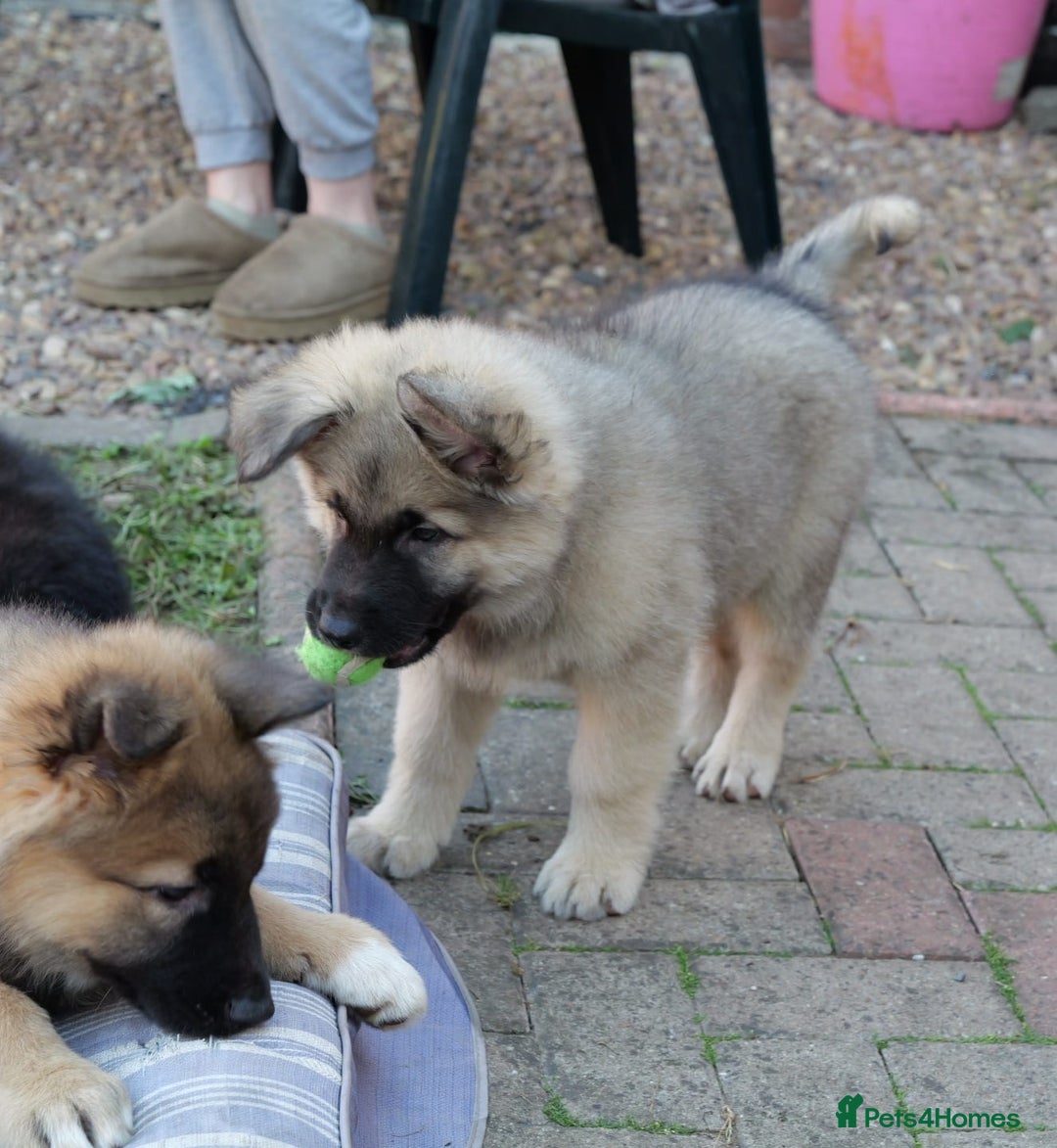 Mixed Breed dogs for sale: Shollies  in Rochdale - Image 24