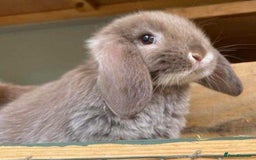 Mini Lop rabbits for sale: MINI LOP BUNNIES / PEDIGREE  - Image 29