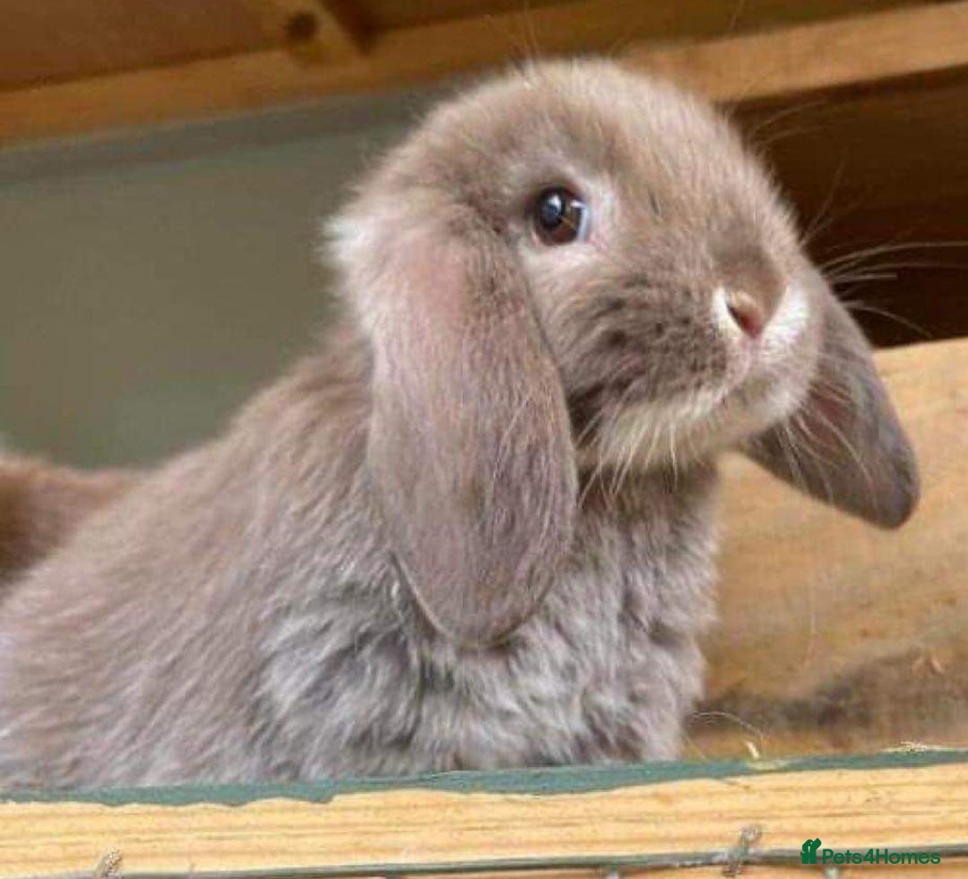 Mini Lop rabbits for sale: MINI LOP BUNNIES / PEDIGREE  - Image 29