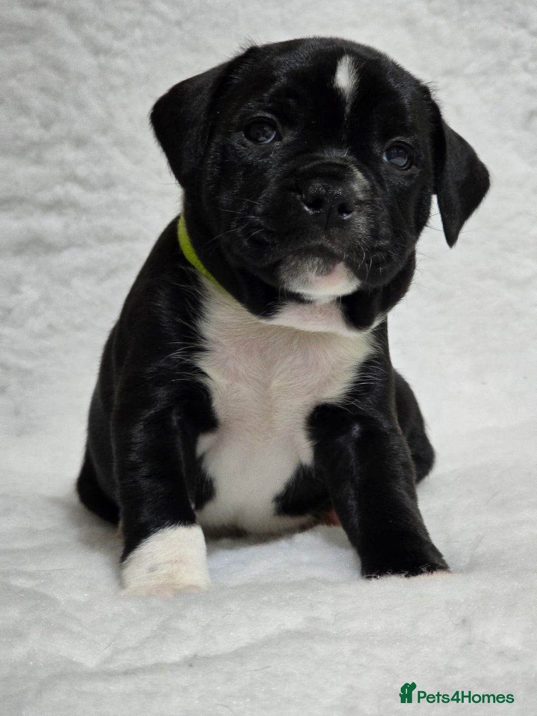 Staffordshire Bull Terrier dogs for sale: ✨️Outstanding SBT puppies✨️ - Advert 27