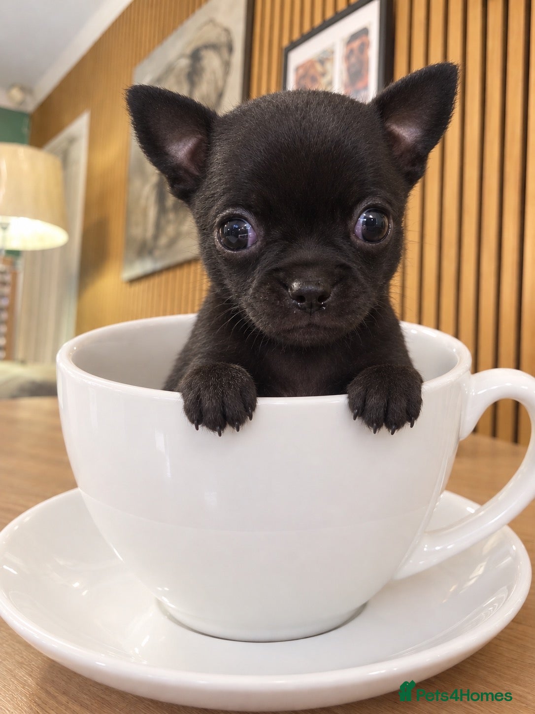 Chihuahua dogs ONE BOY REMAINING! TINY CHIHUAHUA PUPPIES - Advert 5