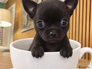 Chihuahua dogs ONE BOY REMAINING! TINY CHIHUAHUA PUPPIES - Advert 5