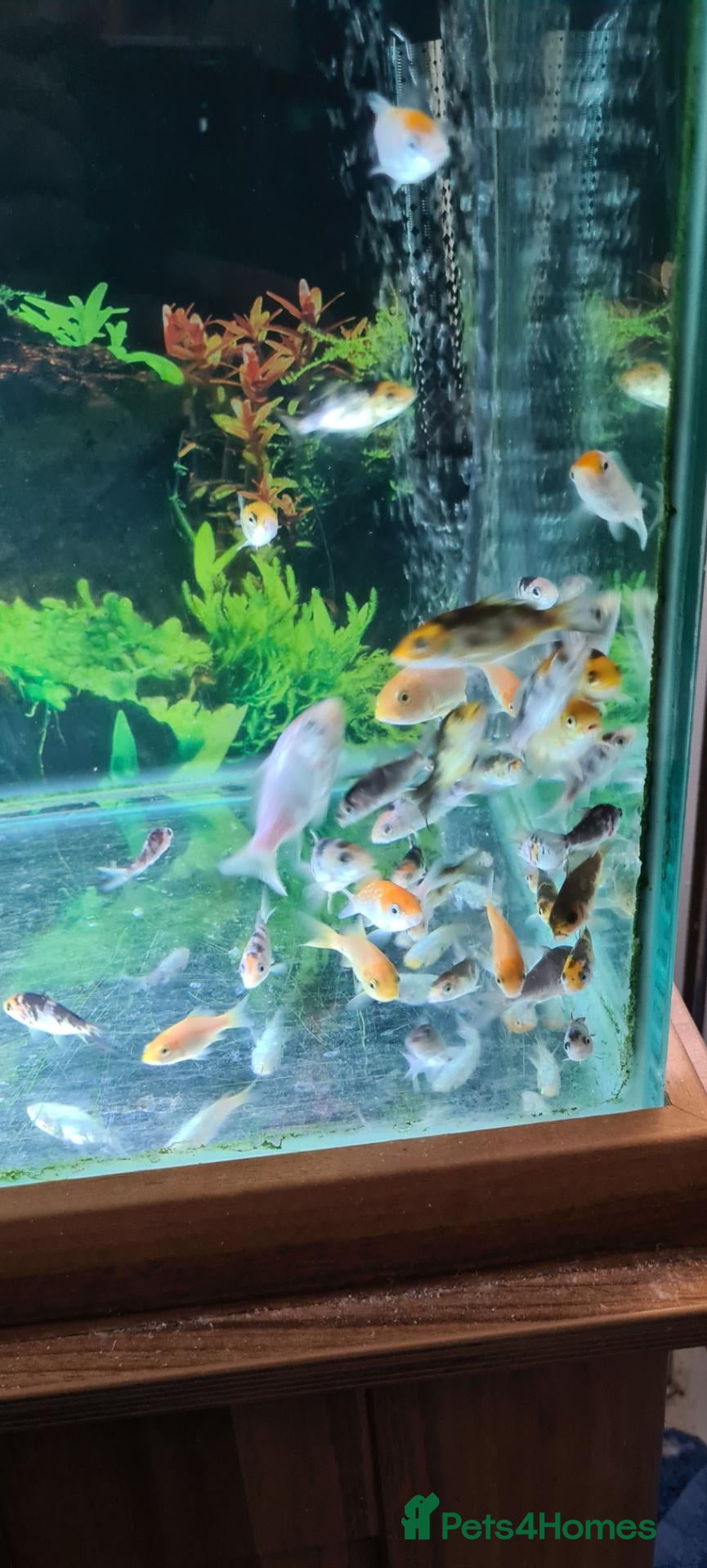 Koi Carp fish Koi fry 1-6 inch - Advert 1