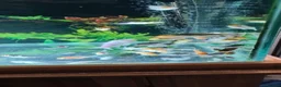 Koi Carp fish for sale: Koi fry 1-6 inch - Advert 1