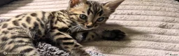 Bengal cats for sale: Bengal boys  - Advert 12