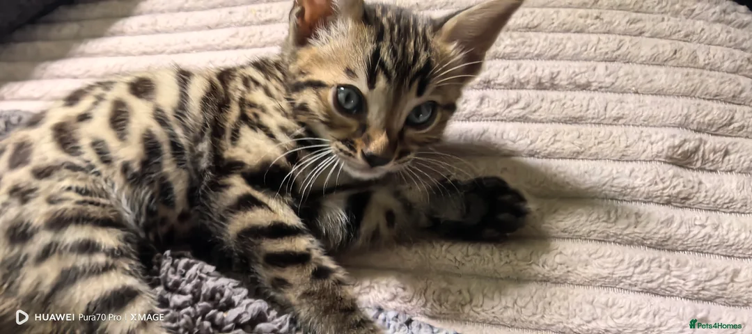Bengal cats for sale: Bengal boys  - Advert 12
