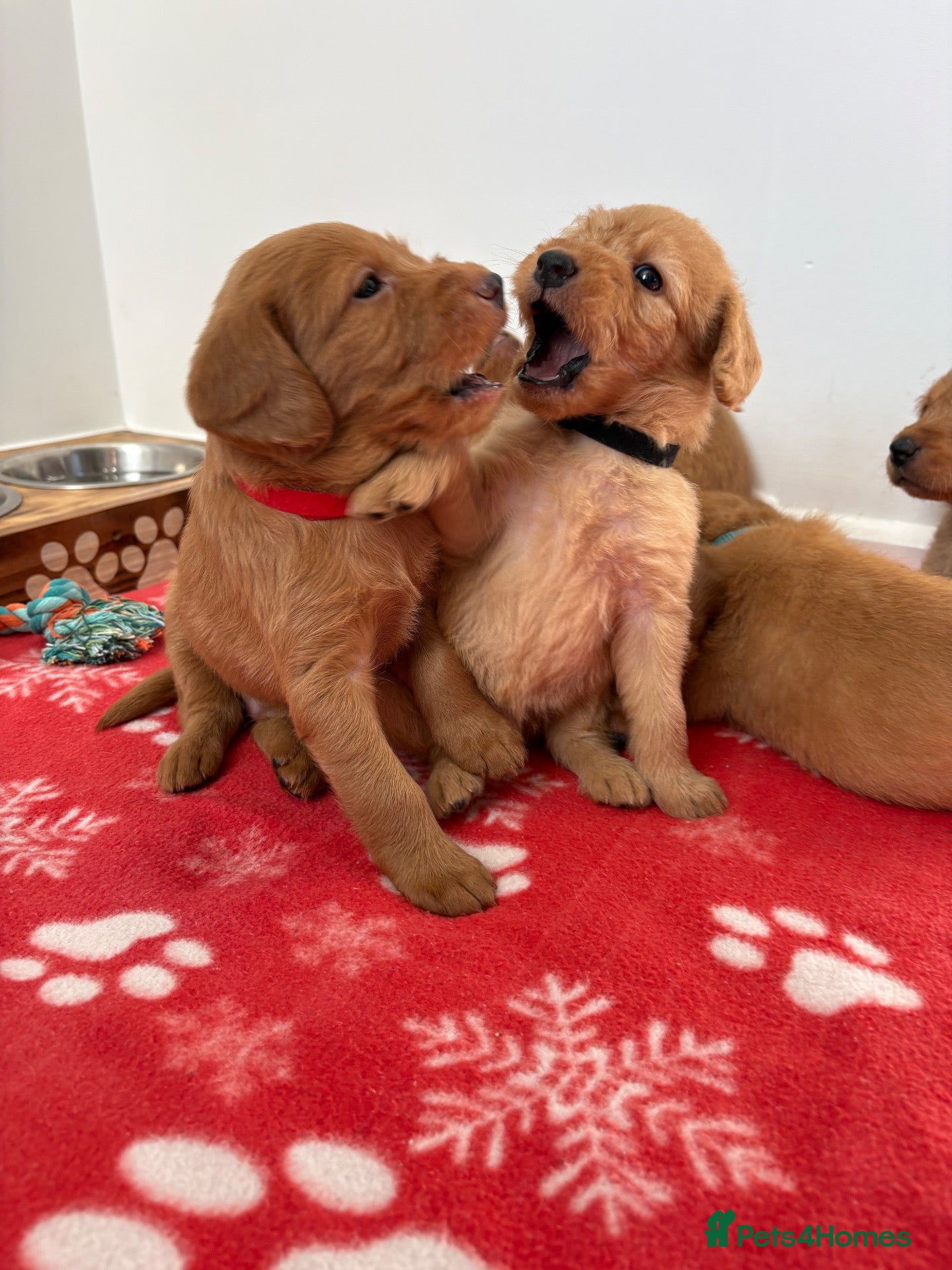 Labradoodle dogs Extensively Health Tested F1 Miniature Labradoodle - Advert 1