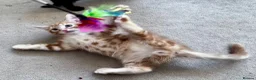 Mixed Breed cats for sale: Amiable bengal&tabby mixed kittens - Advert 13