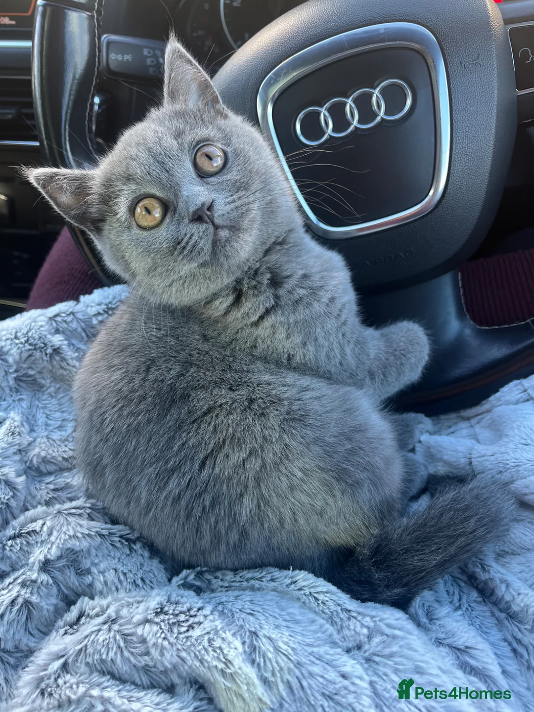 British Shorthair cats for sale: Bella Boo in Leeds - Advert 4