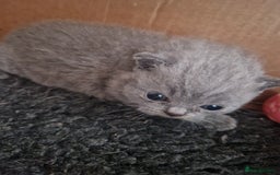 British Shorthair cats for sale: Male British Shorthair Kitten - Image 3
