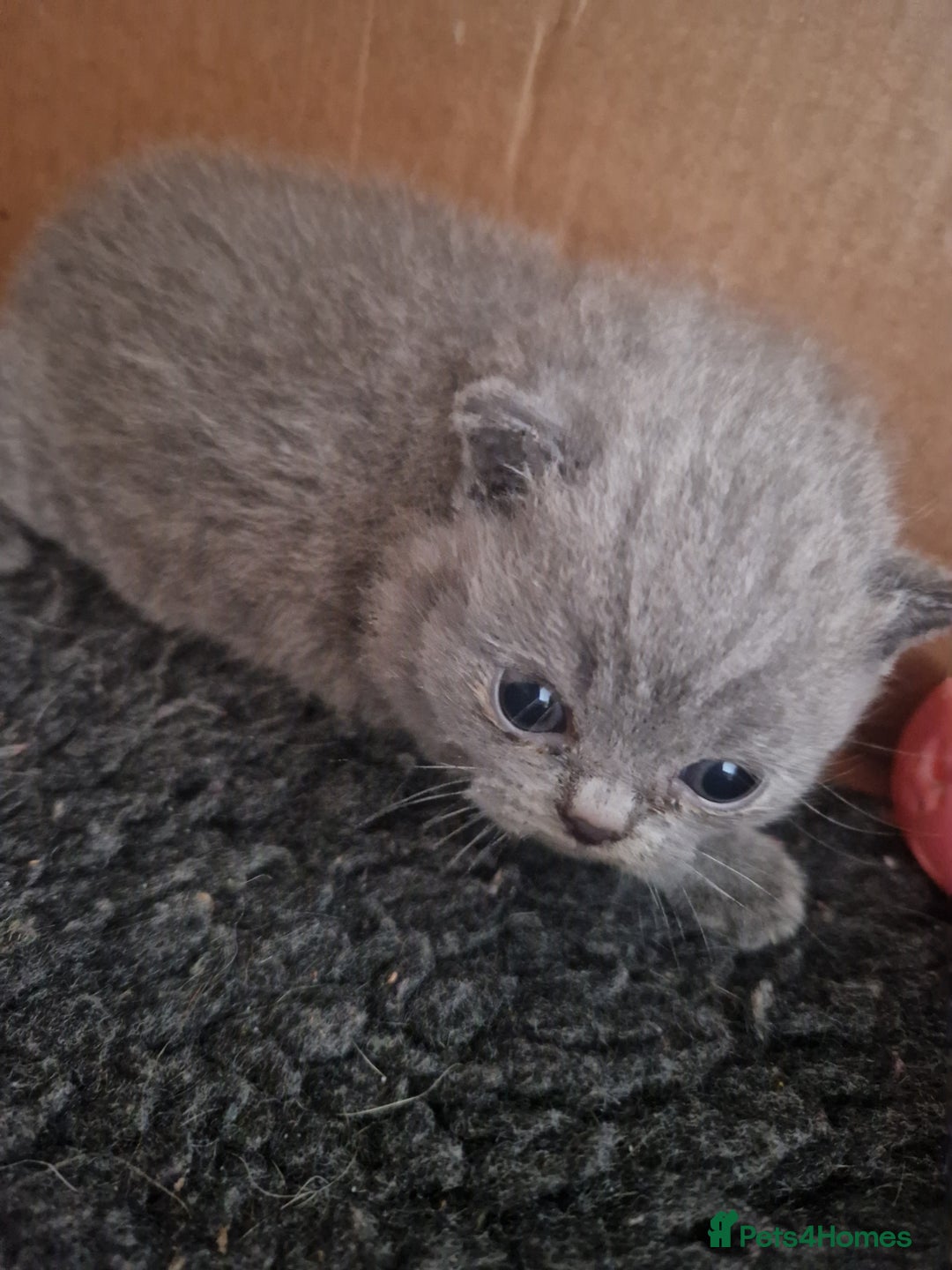 British Shorthair cats for sale: Male British Shorthair Kitten - Image 3