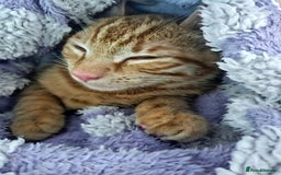 Domestic Shorthair cats for sale: Urgent Rehoming - 6 month old ginger boy - Advert 2