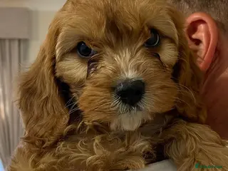Cavapoo dogs 🐶🐾Adorable F1 miniature cavapoos🐾🐶 - Advert 11