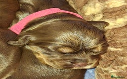 Cocker Spaniel dogs for sale: KC Reg Show Cocker Spaniels  - Image 4