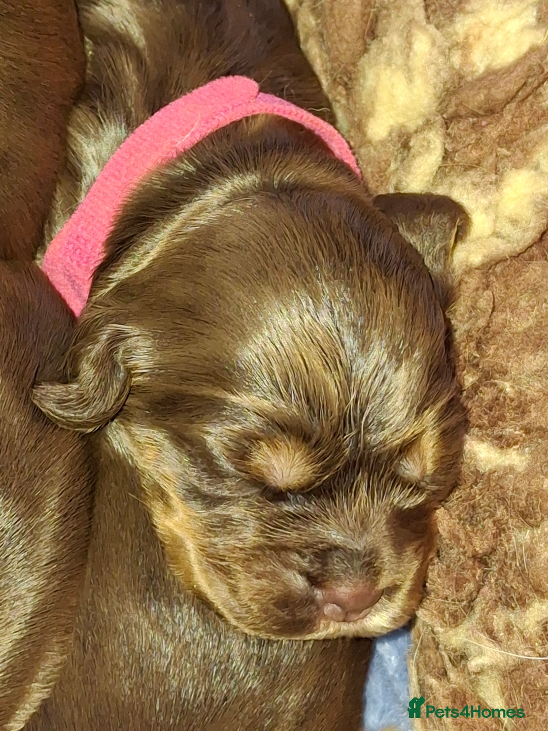 Cocker Spaniel dogs for sale: KC Reg Show Cocker Spaniels  - Image 4