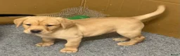 Labrador Retriever dogs for sale: KC registered Labrador Retriever puppies  - Advert 5