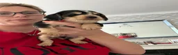 Cocker Spaniel dogs for sale: Show cocker spaniel puppies ready in 3 weeks  - Advert 10