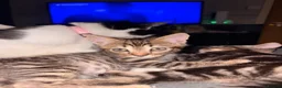 American Wirehair cats for sale: 1 Male 1 Female kitten - Advert 11