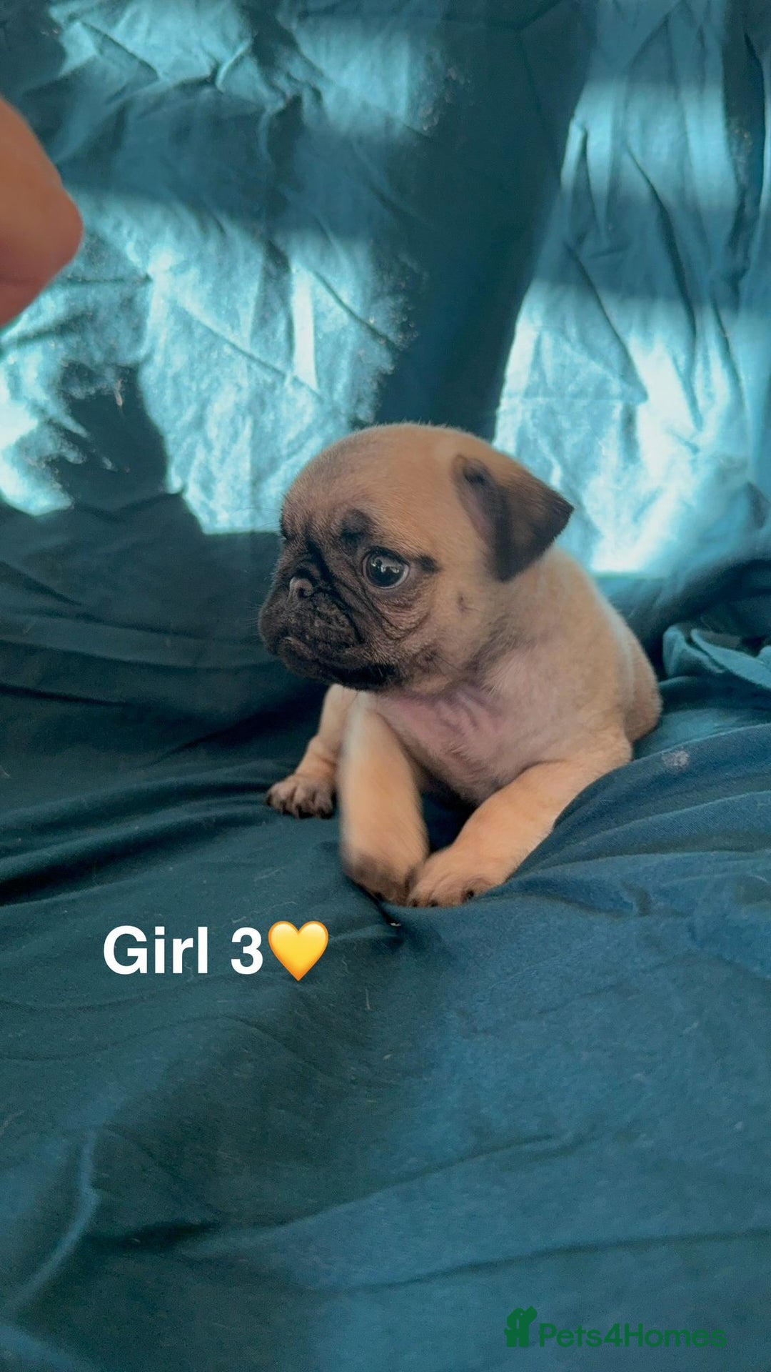 Pug dogs for sale: Stunning Fawn Pug KC Registered Litter - Image 15