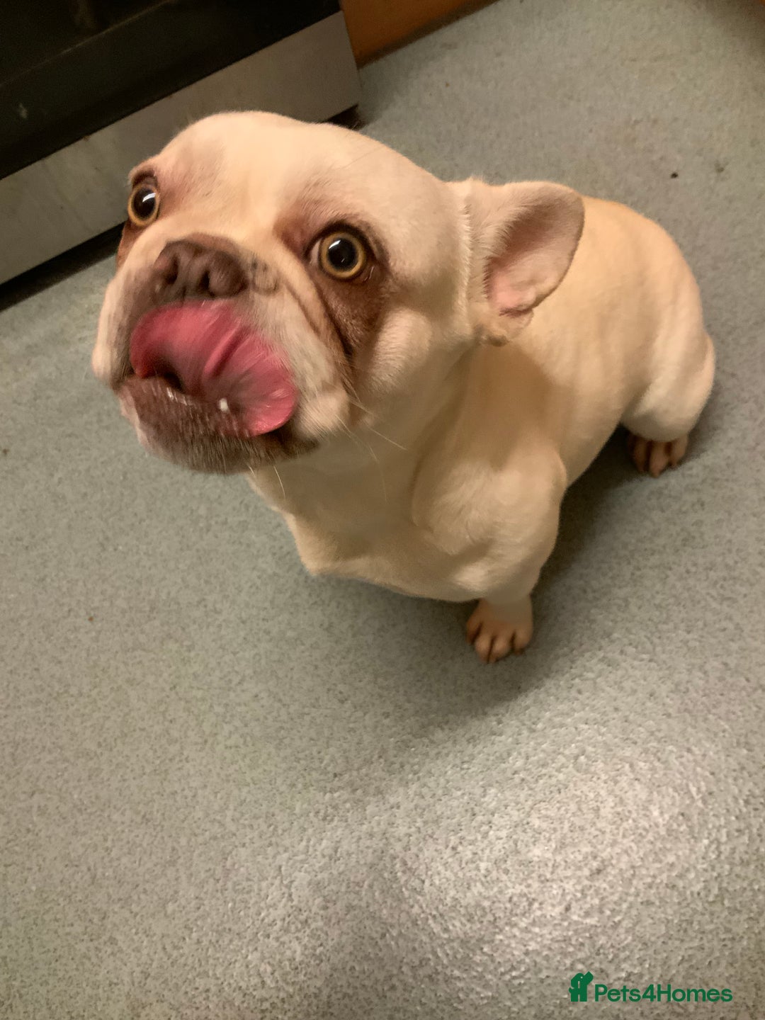 French Bulldog dogs for sale: Female white French bulldog 11 months old  - Image 5