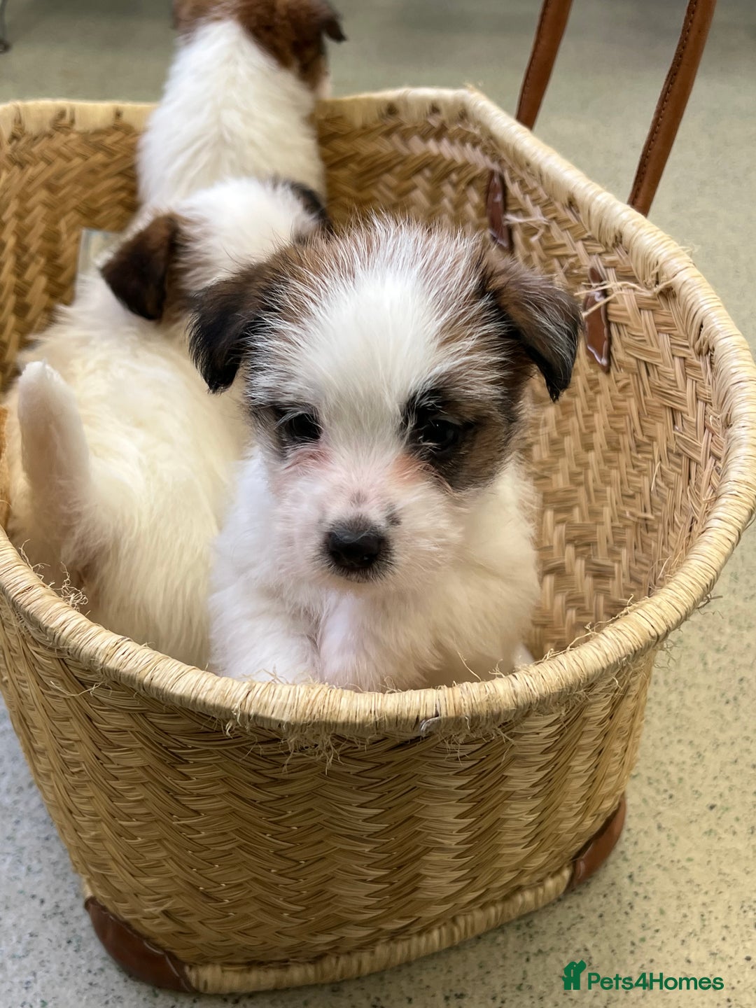 Jack Russell dogs for sale: KC registered rough coated JR pups - Advert 10