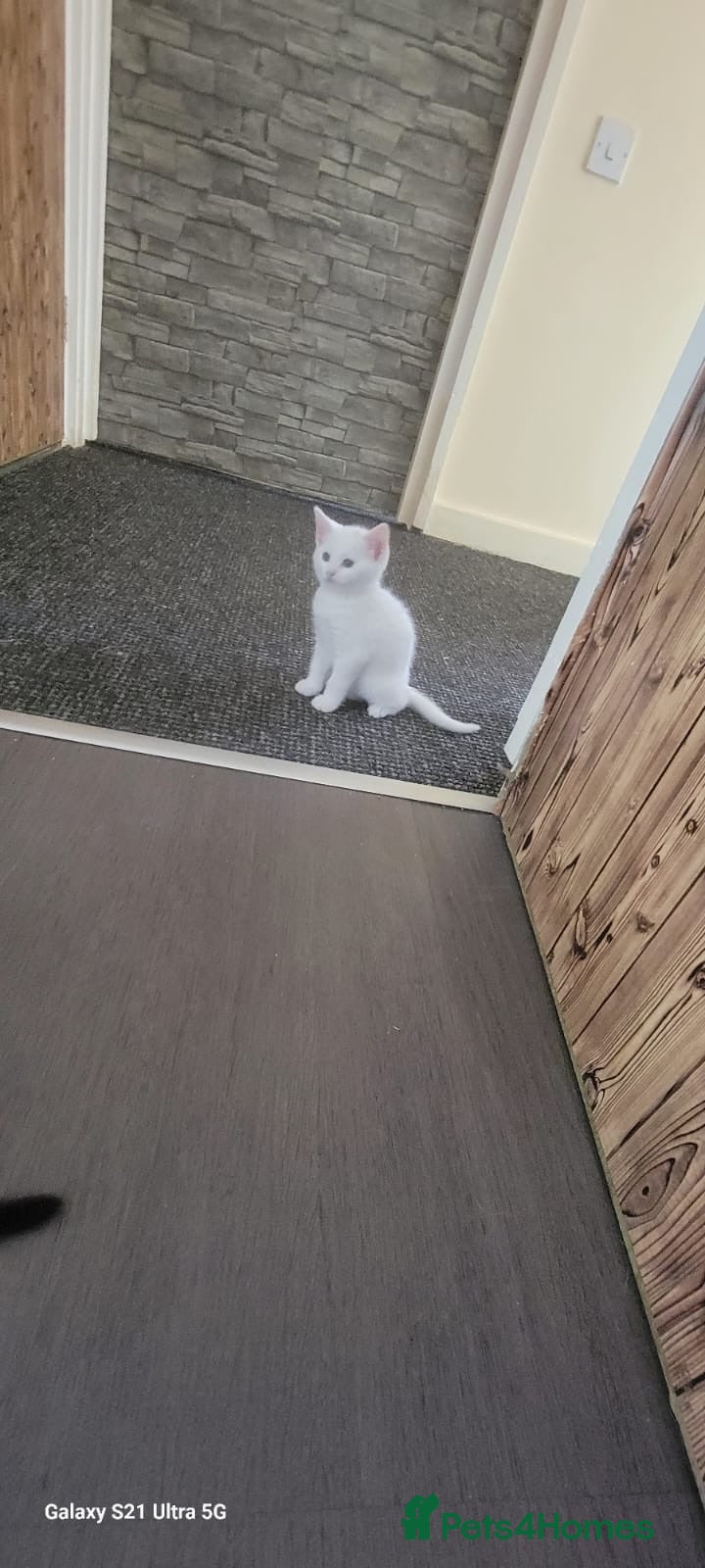Turkish Angora cats White fluffy, turkish angora kittens  - Advert 7