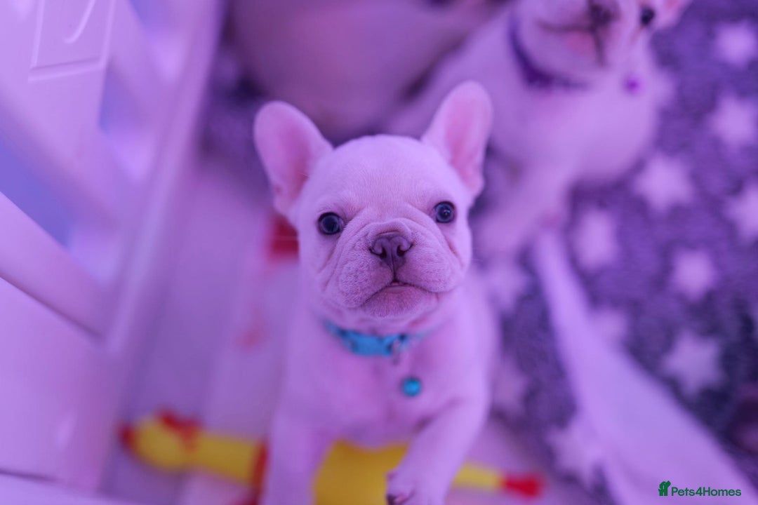French Bulldog dogs for sale: KC French Bulldog Ready Now ! - Image 32