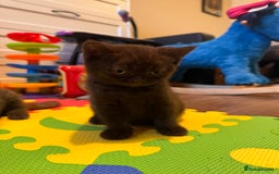 British Shorthair cats for sale: British Shorthair kittens  - Image 20
