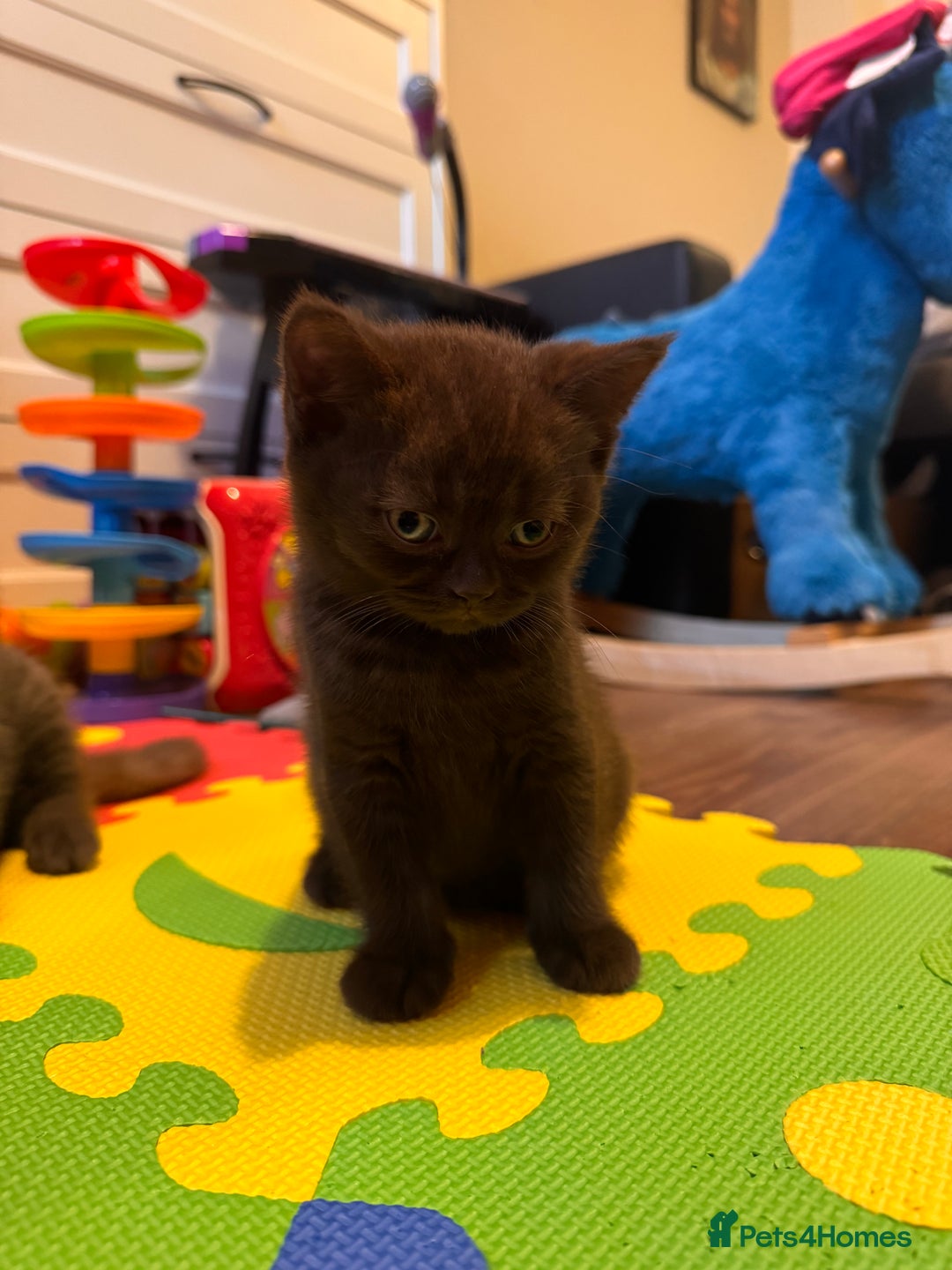 British Shorthair cats for sale: British Shorthair kittens  - Image 20