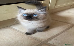 Ragdoll cats for sale: Ragdoll Kittens  - Image 2