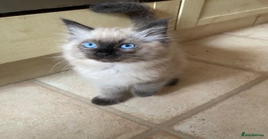 Ragdoll cats - Advert 11