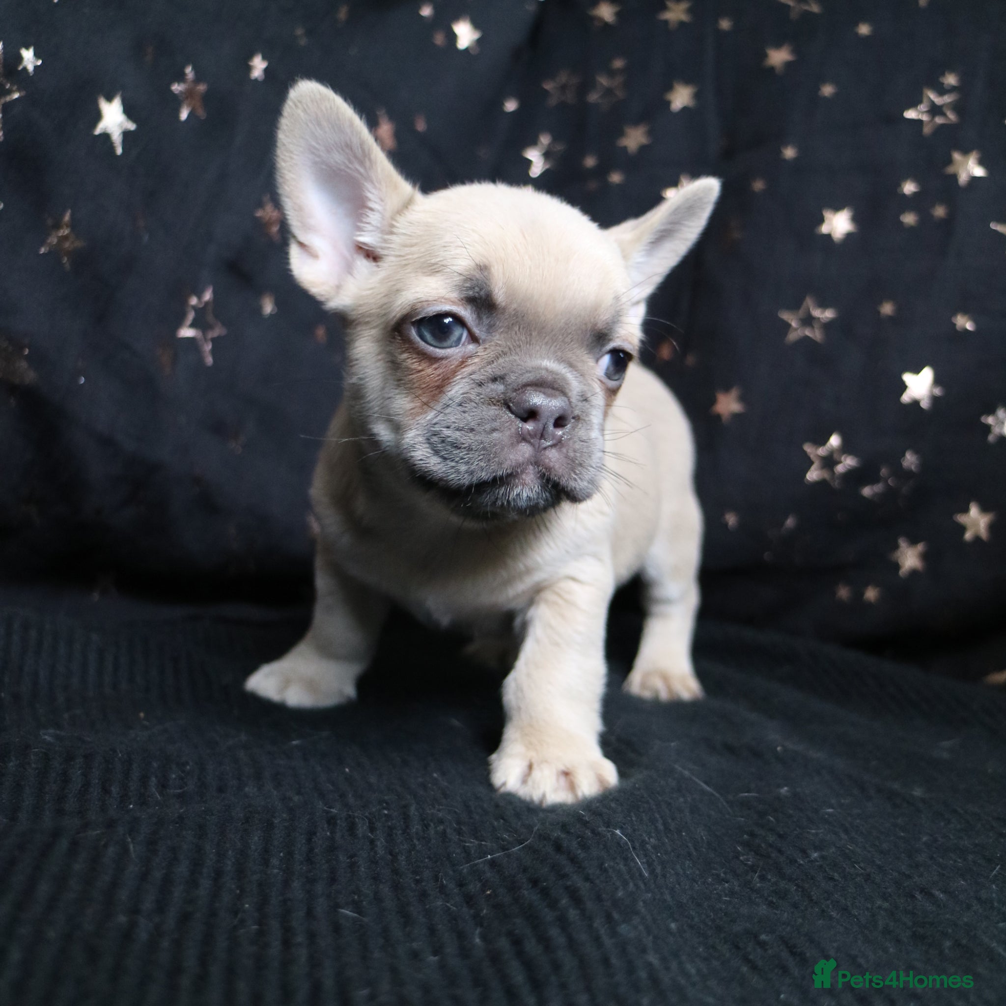 French Bulldog dogs for sale: Happy and health french bulldog puppies  in Braintree - Advert 12