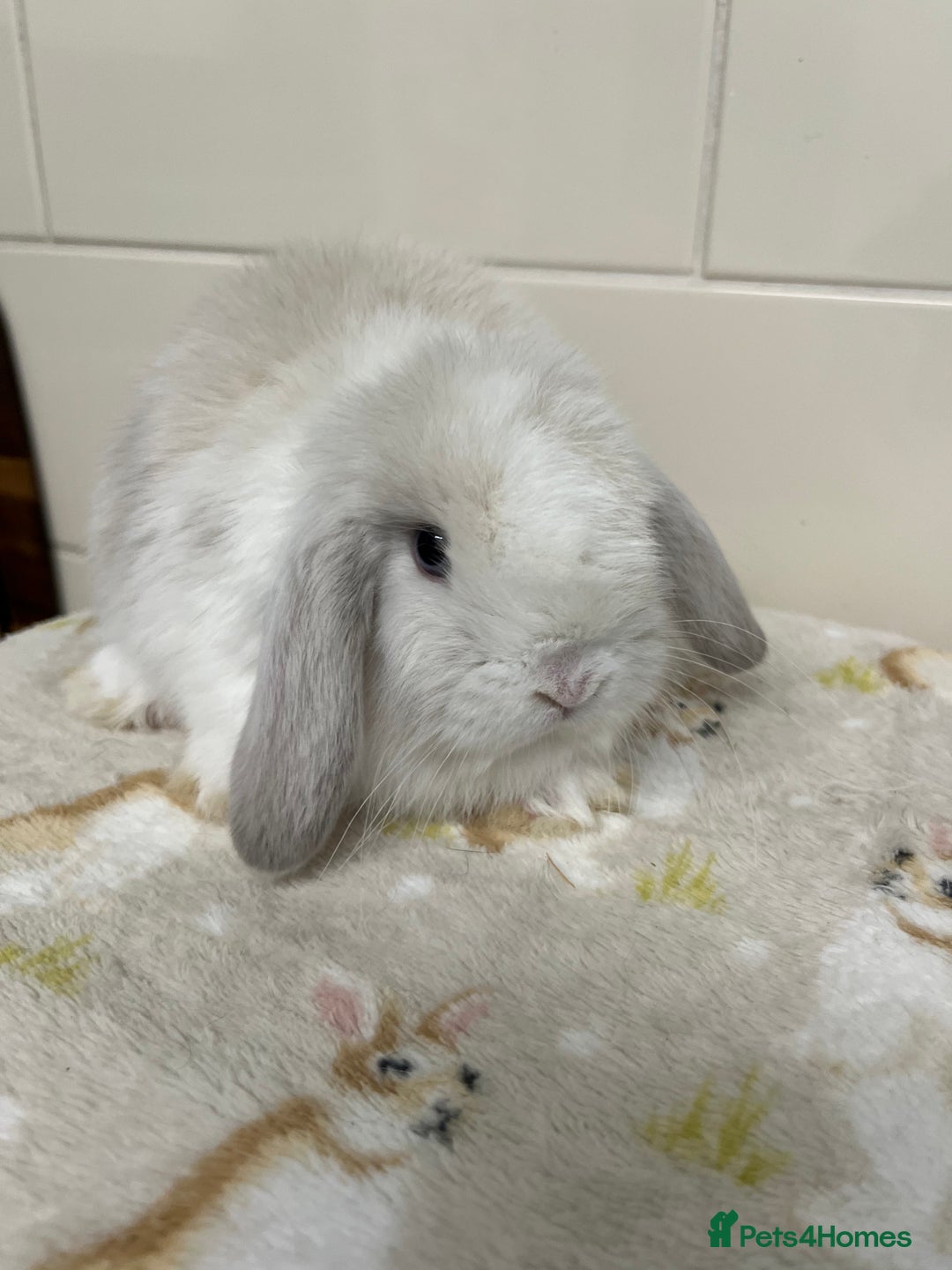 Mini Lop rabbits for sale: Stunning litter of mini lops ready soon  - Advert 14