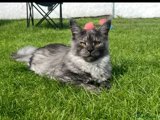 Maine Coon cats Active Black Smoke Shaded Queen For Sale - Advert 1