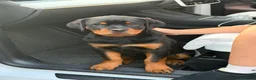 Rottweiler dogs for sale: Rottweiler girl  - Advert 7