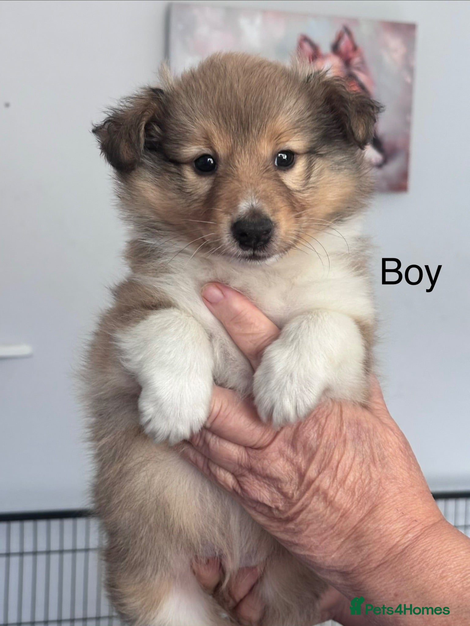 Shetland Sheepdog dogs Beautiful sable Shetland sheepdog puppies  - Advert 9